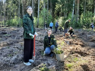 В Подмосковье в четыре раза ускорили лесовосстановление: где появились молодые посадки и что планируется на следующий год
