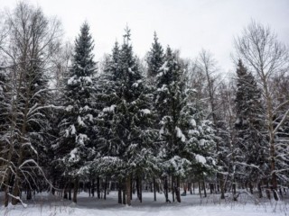 Москву и Подмосковье завалит снегом! В Новый год ожидается настоящая зимняя погода