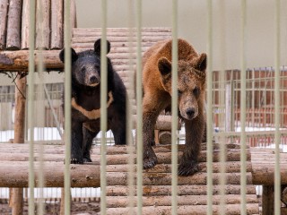 У медведей из клинского приюта «сломалась» спячка из‑за оттепели