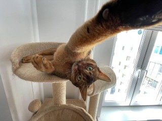 Булочки и круассаны для Корицы: как кошка стала счастливой жительницей ЖК Долгопрудного