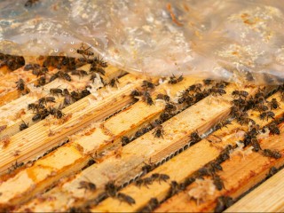 Секрет старта в сельском хозяйстве: как подмосковным фермерам получить более 30 «плюшек» от государства