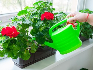 Чудо-подкормка для герани зимой: как за неделю вернуть к жизни засыхающий цветок