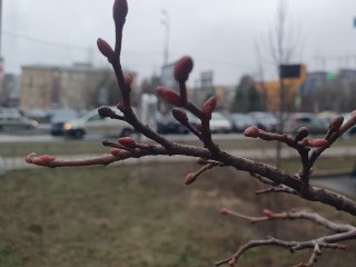 Снег опять растаял: когда жителям Подмосковья ожидать наступления настоящей зимы