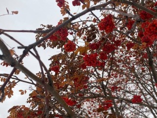 Какую погоду прогнозируют в Солнечногорске на предстоящей неделе