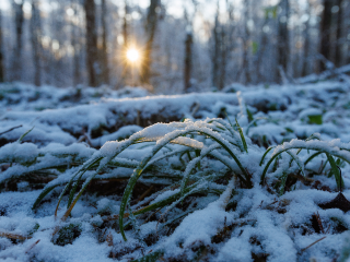 Зима с опозданием: когда в Подмосковье ляжет снег и какая погода ждет на Новый год 2026