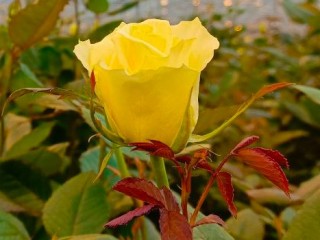 Жители Пушкино с тревогой наблюдают за зимним цветением роз