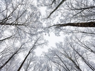 Синоптики дали точный прогноз, когда снегопады возобновятся в Подмосковье