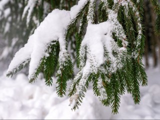 Стало известно, где  в Сергиевом Посаде купить елку по цене ниже, чем на елочных базарах