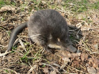 Битва за выхухоль: как в Подмосковье будут спасать реликтового зверька