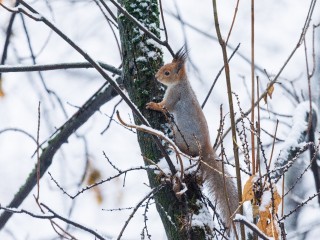 Сугробам с морозами до -20°C в декабре быть? Синоптик объявил хорошую новость для Подмосковья
