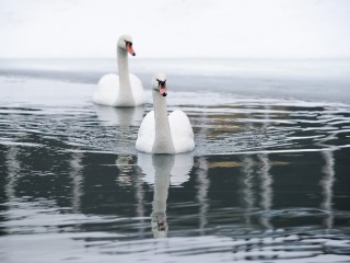 Оставшихся на водоеме в Хотьково лебедей готовы приютить в Мытищах