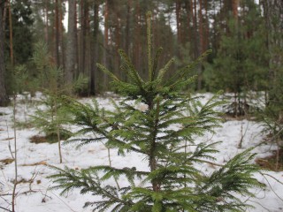 «Не руби»: егорьевские школьники напомнили, где место елкам