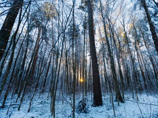 В Клину оздоровили почти весь лес