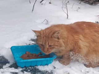 Пострадавшему от живодеров рыжему коту ищут любящих хозяев в Балашихе