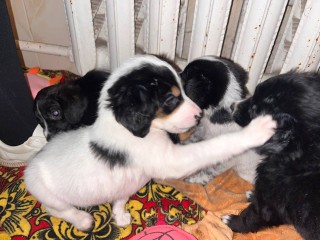 Их подбросили к храму, теперь им ищут семью — крошки-щенки ждут новогоднего чуда