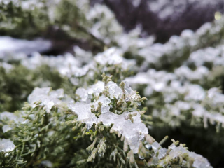 Осень в декабре: синоптик Тишковец дал прогноз относительно появления снега в Подмосковье