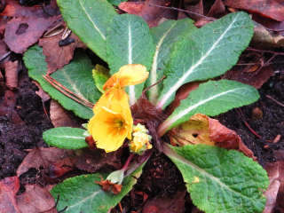 «Это не чудо, а опасность»: эксперт бьет тревогу из-за примул, цветущих в декабре в Дзержинском