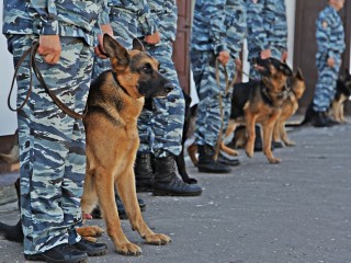 Студентка из Серпухова получила разряд кандидата в мастера кинологического спорта