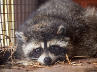 Ни снега, ни защиты: чем грозит аномальное тепло декабря животным, уже ушедшим в спячку