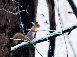 Москву и Подмосковье накроет снегом: с этого дня сугробы начнут расти каждый день