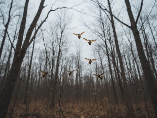 Осы не спят зимой: биолог объяснила, почему аномальное тепло изменило поведение насекомых и что грозит человеку