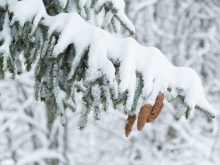 Смертельная красота: какие опасности таит в себе зимний лес и как предотвратить трагедию