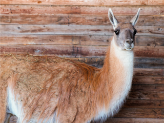 Лунтик отмечает День ламы на биостанции в «Лосином острове»