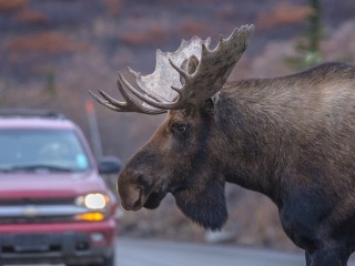 Встреча с дикой природой: под Солнечногорском лось стал причиной ДТП