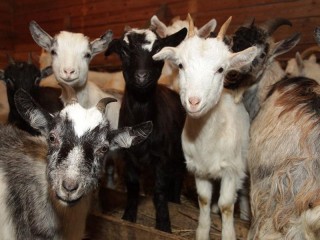 Спасти природу: что скрывал за забором индивидуальный предприниматель в Шатурторфе и почему это взволновало экологов