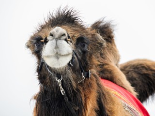 Галоп и рекорды скорости: верблюды удивили жителей Волоколамска