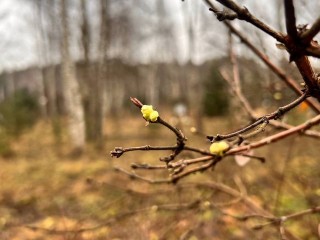 Дачников ждет неурожай следующим летом: в декабре в Подмосковье вновь зацвела жимолость