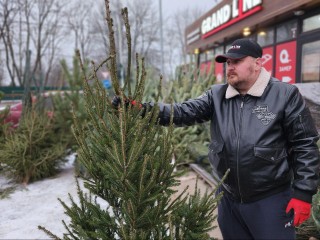 Жители Рузского округа полюбили пермские елки
