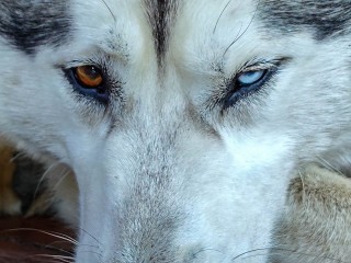 Жителей Дедовска попросили помочь найти хозяина хаски в СНТ «Ветеран»