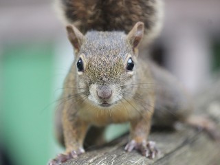 Белкам в парке «Стрелки» не грозит булимия