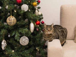 Сидит под елкой и грустит: какое новогоднее украшение может убить питомца в считанные часы