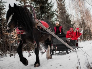 Где в Подмосковье погладить оленя, покататься на хаски и увидеть лохматых коров