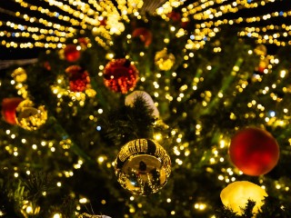 Из Подмосковья в Кремль: стартует перевозка главной новогодней ели