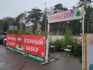 Купить елку и не нарваться на штраф: адреса точек продаж новогодних деревьев в Пушкино