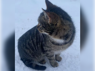 В Подмосковье спасают выброшенных на помойку котят