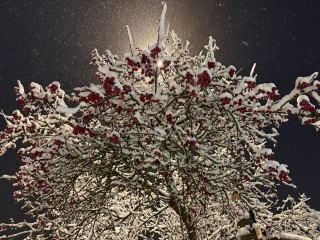 Забытый обряд с топором в полночь: зачем 1 января предки ходили в зимний сад?