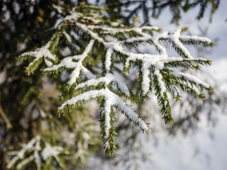 Голубыми елями украсили сквер с Почтой Деда Мороза в Пироговском