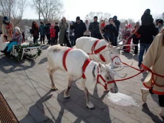 Олени Санта-Клауса сбросили рога в центре Звенигорода