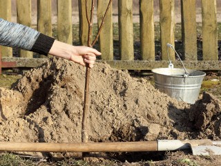Саженцы, сложенные у забора Томилинского лесопарка, высадят в середине декабря