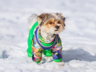 Снег, мороз и соль: как защитить питомца на зимней прогулке в городе
