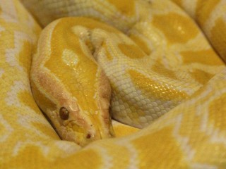 Змеи под Волоколамском проснулись после зимнего отдыха