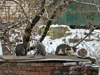 Снег растает, но не весь: синоптик Тишковец рассказал о судьбе снежного покрова в Подмосковье до Нового года