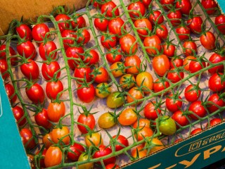 Чем раньше, тем лучше: опытные огородники уже начали высаживать томаты