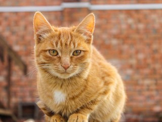 «Не прикасайся! Через кошку передается блудный грех»: правда ли это — ответил священник