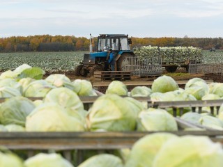 Серпуховские аграрии заняли третье место в области по выращиванию овощей открытого грунта