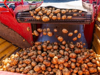 Закрома пересчитали: сколько зерна, картофеля и овощей собрали в Подмосковье и что это значит для рынка